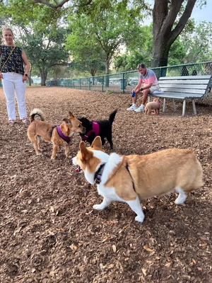 Dog Park at North Shore Park